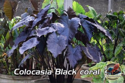 บอนโคโลคาเซีย แบล็คโครอล Colocasia Black Coral  (ขุดสดตามออร์เดอร์ แช่น้ำยากันเชื้อราก่อนจัดส่ง)