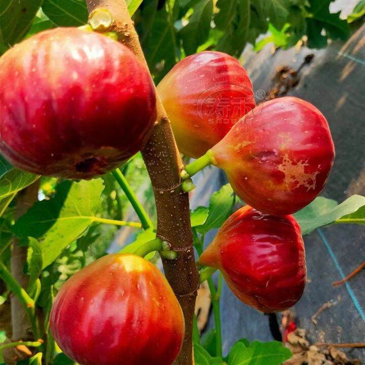 Sweet Fig Fruit Seeds for Sale (50pcs Seeds for Planting) Tropical