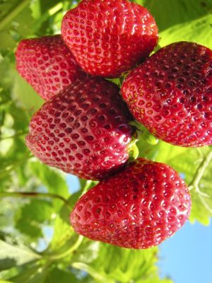 20 เมล็ด Guardian Strawberry เมล็ดสตอเบอร์รี่ ของแท้ 100% สตรอเบอร์รี่ สตอเบอรี สตอเบอรี่ อัตรางอก 70-80% Strawberry seeds มีคู่มือวิธีปลูก