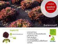 เรดอินไซด์ ซาลาโนวา ดูแพล็กซ์ Red Incised (Salanova Duplex RZ) Dutch (เคลือบ)