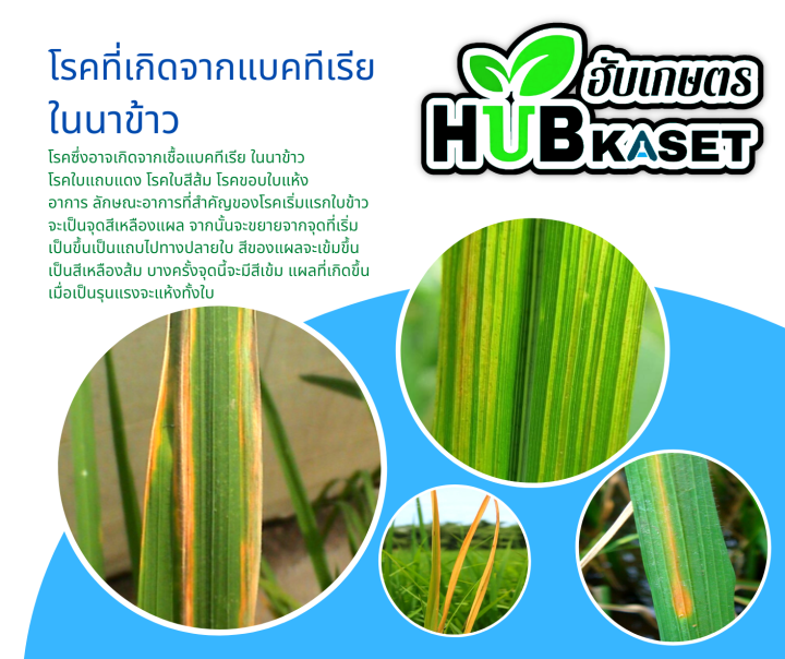 โอเอ็กซ์-500ซีซี-สารเพิ่มประสิทธิภาพสารกำจัดโรค