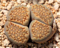 25 เมล็ด เมล็ดไลทอป Lihops Seeds พืชอวบน้ำ ไม้ก้อนหิน สายพันธุ์ Lithops hallii C094