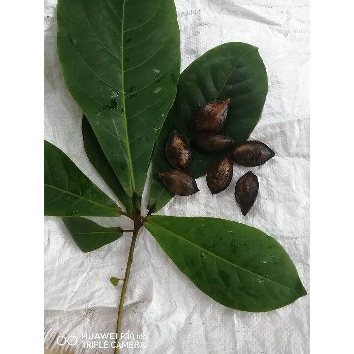 50 seeds (not plants)Talisay Tree Seeds/ Indian Almond / Tropical seeds ...