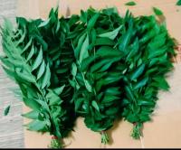 Indian Curry Leaves Organic ใบเคอร์รี่ลีฟ ออแกนิค!! ใบสดบรรจุซอง ตัดจากต้นเมื่อมีออเดอร์ 50gm