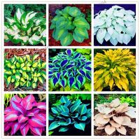 เมล็ดบอนสี Mixed Color Begonia Seeds (Hosta Plantaginea Flower Seeds for Home Garden Planting) ต้นไม้มงคล ต้นไม้ฟอกอากาศ จัดสวน ต้นไม้ตกแต่ง พันธุ์ไม้หายาก ดอกไม้ปลูก บอนสี ดอกไม้จริง ไม้ประดับ บอนไซ เมล็ดดอกไม้ บรรจุ 50 เมล็ด คุณภาพดี ราคาถูก ของแท้ 100%