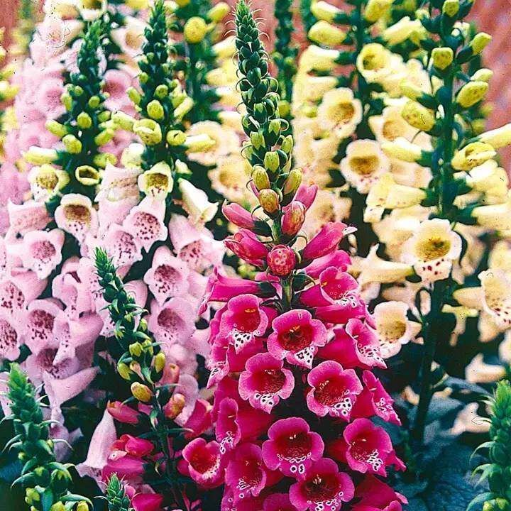 เมล็ดพันธุ์-ดอกฟ๊อกเลิฟ-ดิจิทาลิส-digitalis-purpurea-foxglove-excelsior-1000-เมล็ด-เมล็ดพันธุ์นำเข้าจาก-อังกฤษ