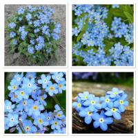 เมล็ดพันธุ์ ฟอร์เก็ตมีน็อท (Forget Me Not Flower Seed) บรรจุ 200 เมล็ด