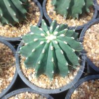 ?เฟอโรไร้หนาม? Ferocactus glaucescens f. inermis ขนาด 8-10 ซม. ต้นกระบองเพชร (กรุณาอ่านรายละเอียดก่อนทำการสั่งซื้อครับ)