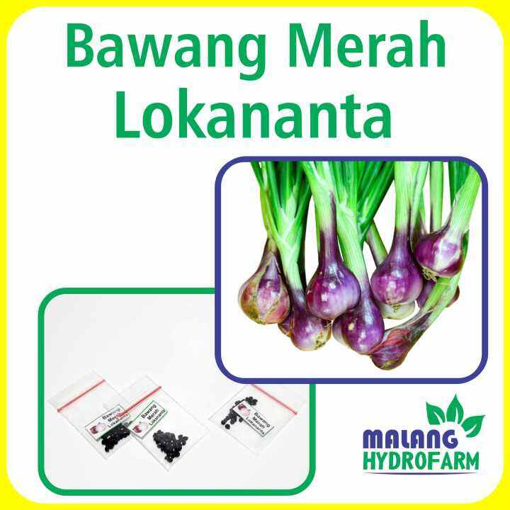 Benih Bawang Merah Lokananta Unggulan Berkualitas Biji Bibit Repack Cap ...