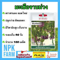 ผักซอง ศรแดง มะเขือจานม่วง พิมพ์ผกา จำนวน 100 เมล็ด เมล็ดพันธุ์ ลอตใหม่ งอกดี ปลูกง่าย ติดผลดก มีวิตามินสูง เก็บเกี่ยวนาน ระยะเก็บ 90 วัน