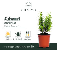 ต้นโรสแมรี ออร์แกนิค Organic Rosemary กระถาง 4 นิ้ว