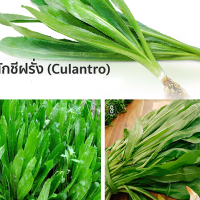 เมล็ดพันธุ์ ผักชีฝรั่ง (Parsley) 2,795 เมล็ด ปลูกง่าย ปลูกได้ทั่วไทย