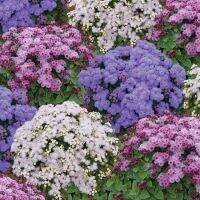 เมล็ดพันธุ์ Garden Seeds อะเจอราตุ้ม Ageratum Houstonianum floss flower dwarf 200 เมล็ด เมล็ดพันธุ์ Garden Seedsนำเข้าจาก อังกฤษ