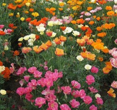 เมล็ดพันธุ์ แคลิฟอร์เนียป็อปปี้ Eschscholzia Californica California poppy 200 เมล็ด เมล็ดพันธุ์นำเข้าจาก อังกฤษ