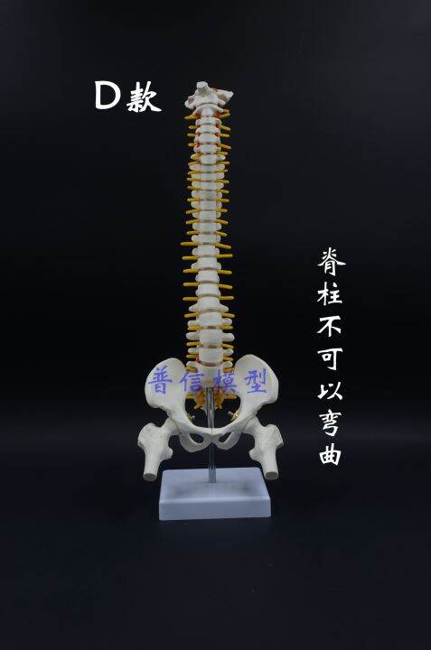 at-the-human-body-vertebra-model-with-pelvic-femoral-bone-flexible-activities-hanging-spine-model