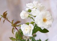 25เมล็ด เมล็ดกุหลาบ อังกฤษ เมล็ดเพาะปลูก พันธุ์เลื้อย สีขาว สายพันธุ์ เมล็ดกุหลาบ ดอกกุหลาบ Rose  ปลูกกุหลาบ กุหลาบหนู  อัตราการงอก70-80% Rose Seed