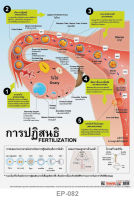 โปสเตอร์ การปฏิสนธิ #EQ-082 โปสเตอร์กระดาษอาร์ตมัน สื่อการเรียนการสอน สื่อการเรียนรู้