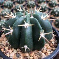 โปรโมชั่น++ แคคตัส เมโล ลาเมไล melocactus lamerei ขนาด 5 - 6 cm. ราคาดี ต้นไม้ ฟอก อากาศ กระถาง ต้นไม้ ไม้ ประดับ ต้นไม้ ปลูก ใน บ้าน