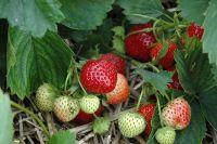 เมล็ดพันธุ์ Strawberry Seeds สายพันธุ์ Earliglow 50 เมล็ด เมล็ดพันธุ์นำเข้าจาก ยุโรป