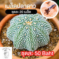 เมล็ดแม่พันธุ์ปลาดาวชุด 20 เมล็ด