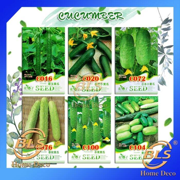 【EXPIRED】BIJI BENIH CUCUMBER SPECIES SEEDS FLOWER GODDESS VEGETABLE