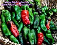 พริกสเปน ปีเมียนโต้ เดอร์ ปา-ดร้อน (pimiento De Padron or Shishito Pepper) หรือ พริกชิชิโต้ Shishito เมล็ดพันธุ์หายาก รสชาติ มันๆ เผ็ดนิดๆ อร่อยมาก