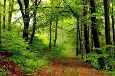 โปสเตอร์ X ลามิเนต: ต้นไม้ในสวนป่าฤดูใบไม้ผลิธรรมชาติเส้นทางถนนเดินต้นไม้ธรรมชาติ S ธรรมชาติ