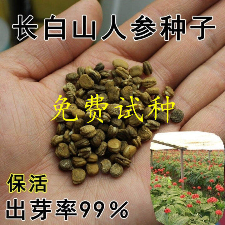 Ginseng seeds, Changbai mountain ginseng seeds, wild ginseng seeds