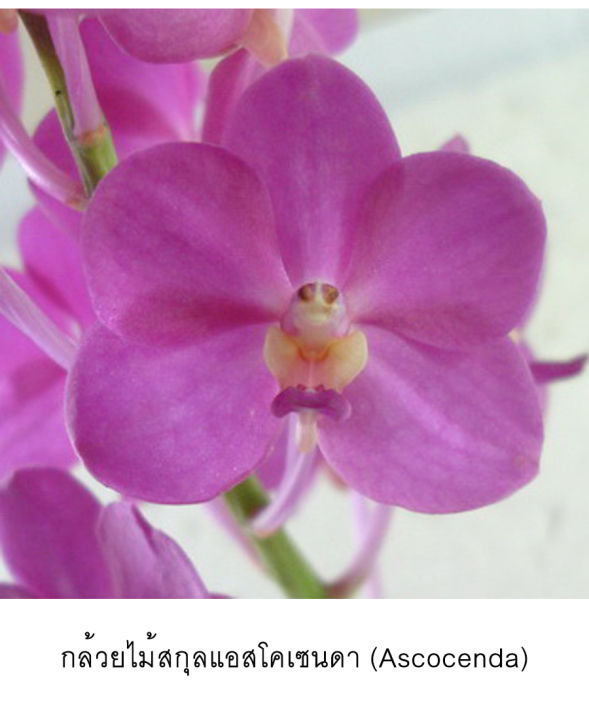 royal-orchid-เข็มกลัดดอกกล้วยไม้ของจริง-สีส้ม-แดง-ตัดด้วยขอบทอง