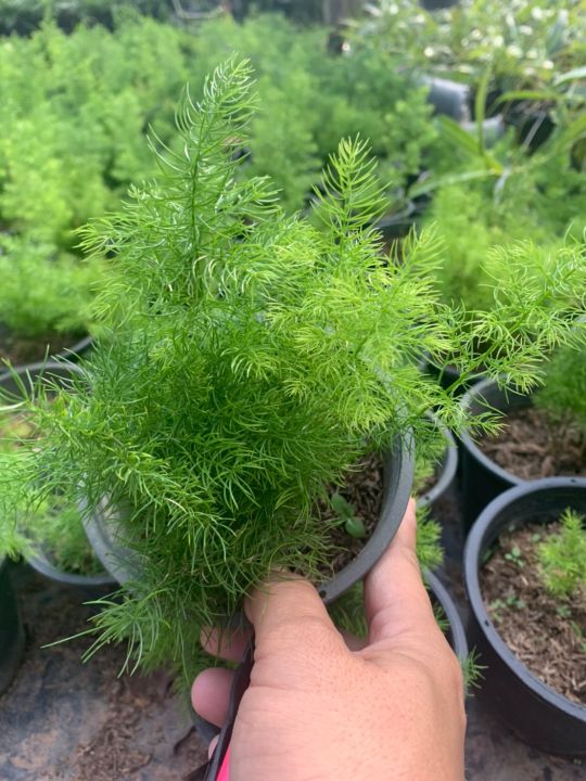 ปริกน้ำค้าง-asparagus-fern-เป็นไม้ปลูกประดับสวนหย่อมในพื้นที่แสงรำไรหรือปลูกลงกระถาง-พุ่มใบโปร่งละเอียดดูสวยงาม-กระถาง6นิ้ว