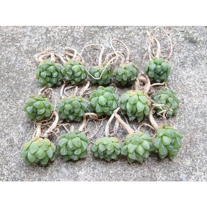 promotion-ฮาโวเทีย-haworthia-obtusa-hybridhikaru-สวยๆ-ส่งแบบล้างราก-สุดคุ้มม-ต้นไม้-ฟอก-อากาศ-กระถาง-ต้นไม้-ไม้-ประดับ-ต้นไม้-ปลูก-ใน-บ้าน