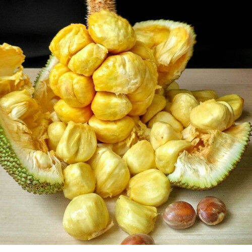 BIBIT BUAH NANGKA CEMPEDAK SAMBUNG PUCUK | Lazada Indonesia