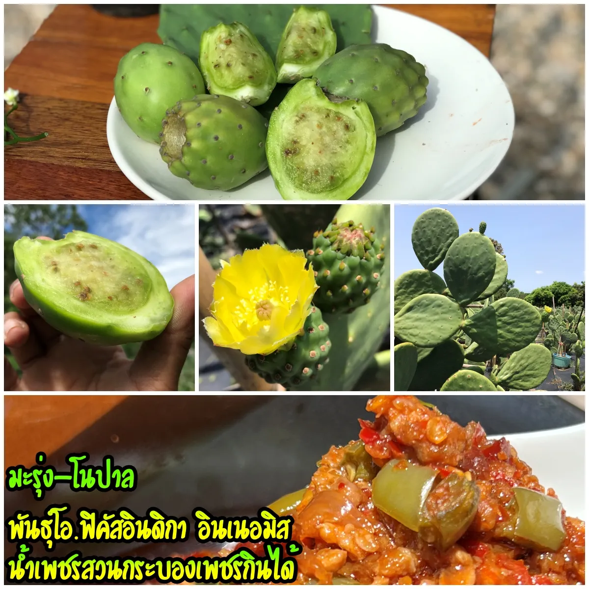 เมล็ด มะรุ่ง, กระบองเพชรกินได้, สายพันธุ์โอพันเทียฟิคัสอินดิกาอินเนอมิส, 10 เมล็ด Opuntia Ficus Indica var Inermis, 10 seeds | Lazada.co.th เมล็ด มะรุ่ง, กระบองเพชรกินได้, สายพันธุ์โอพันเทียฟิคัสอินดิกาอินเนอมิส, 10 เมล็ด Opuntia Ficus Indica Var Inermis, 10 Seeds | Lazada.Co.Th
