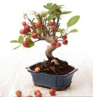 เมล็ดพันธุ์แอปเปิ้ลบอนไซ ??Bonsai Apple ราคาถูกที่สุด