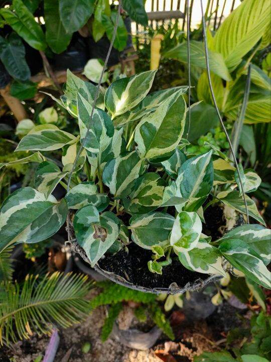NJOY POTHOS WITH HANGING NET PLANTSREAL PLANTSLIVE PLANTS Lazada PH