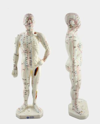 Medical Chinese/English Medicine Meridians Acupuncture Moxibustion Model Acupuncture Point Mannequin Acupuncture Model 48cm 50cm