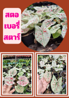 1 กระถางต้นบอนสี สตอเบอรี่สตาร์ Strawberry star ต้นแข็งแรง ส่งคละกระถาง สินค้าพร้อมส่ง