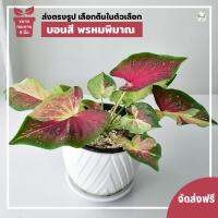 Chanrak.plants บอนสี พรหมพิมาณ ส่งฟรี ส่งต้นตรงรูป