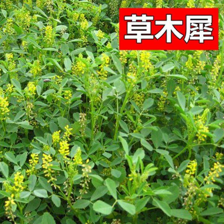 Perennial grass seeds of sweet clover yellow clover sweet clover pig