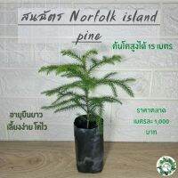 HOT** สนฉัตร (Norfolk island pines) สูง 15-18 ซม. ใบเขียวสวยงาม เลี้ยงง่ายโตไวเลี้ยงประดับและสามารถทำขุดล้อมขายได้ตลาดสูง ส่งด่วน พรรณ ไม้ น้ำ พรรณ ไม้ ทุก ชนิด พรรณ ไม้ น้ำ สวยงาม พรรณ ไม้ มงคล