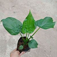 ยอดฮิต ต้นนางกวัก Alocasia Cuprea อโลคาเซีย ไม้มงคล นิยมปลูกหน้าร้านกวักโชคลาภ เรียกลูกค้า ขายดี ต้นไม้ ฟอก อากาศ กระถาง ต้นไม้ ไม้ ประดับ ต้นไม้ ปลูก ใน บ้าน