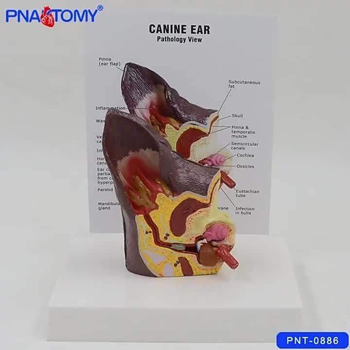 thumbnail image 2 of Canine Ear Anatomy Model - 2-Sided PVC Dog Ear (Healthy & Infected) For Veterinary Teaching 2 of 13