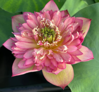 5 เมล็ด บัวนอก บัวนำเข้า บัวสายพันธุ์ Chinese Lark LOTUS สีชมพู สวยงาม ปลูกในสภาพอากาศประเทศไทยได้ ขยายพันธุ์ง่าย เมล็ดสด