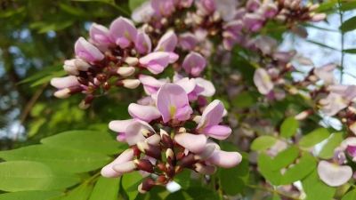 50 เมล็ด เมล็ดพันธุ์ กระพี้จั่น Millettia brandisiana จั่น พี้จั่น ตามดแดง พรรณไม้ดอกสีม่วง พรรณไม้.