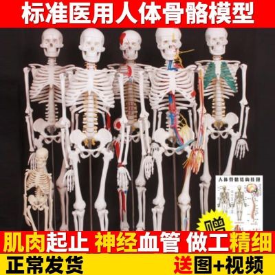 Medical students with anatomical simulation model of spinal vertebral body skeleton skeleton skeleton medical small white all