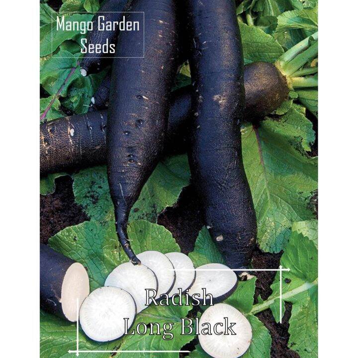 *Rare* Long Black Radish Seeds Daikon *Pot Friendly* Lazada PH