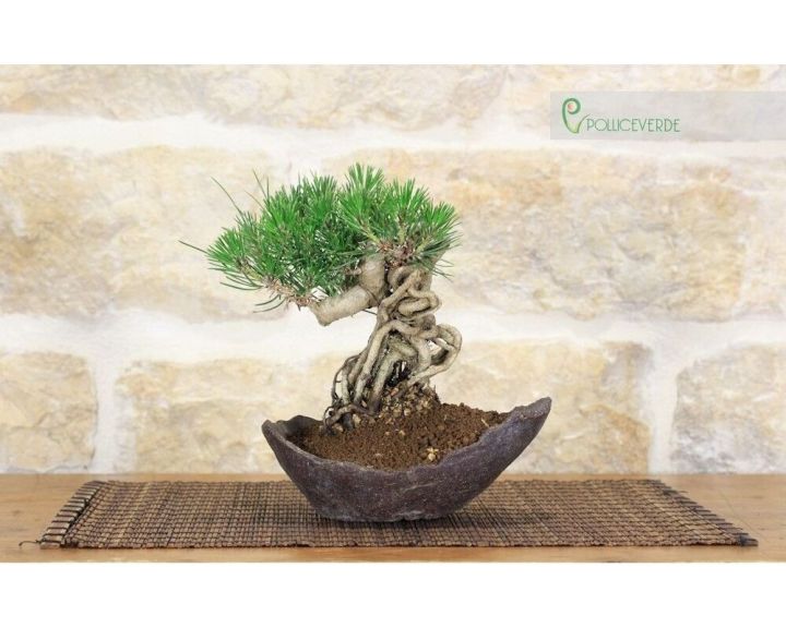 25-เมล็ดพันธุ์-เมล็ด-สนดำญี่ปุ่น-สนญี่ปุ่น-บอนไซ-japanese-black-pine-seed-อัตราการงอก-80-85