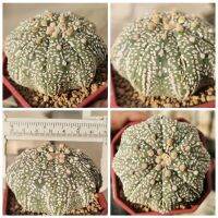 ครบเครื่อง​ลักยิ้ม superวี เว้า ฟุคุเรียว #แคสตัส castus​ astrophytum แอสโตร แอสโตร​ไ​ฟตั้​ม แอสโตรไฟตัม แอสโตรวี super​