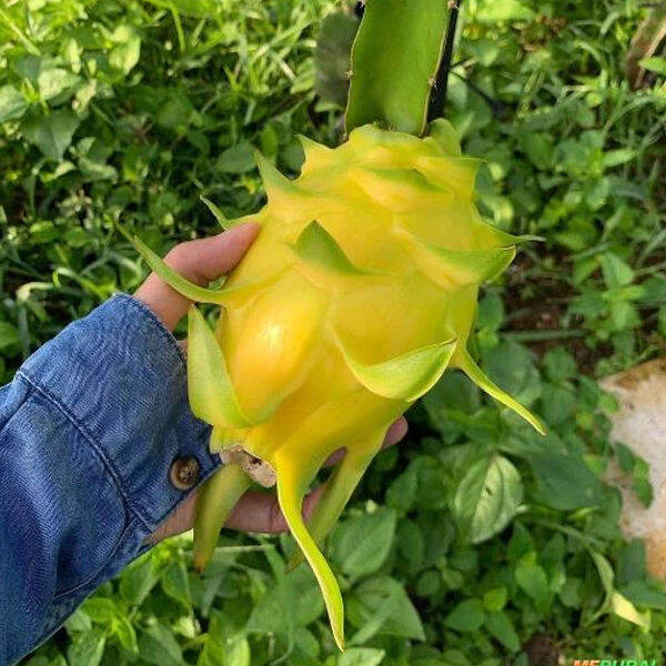 Ready Stock 100pcs Tropical Fruit Tree Hybrid Pitaya Seeds Dragon Fruit