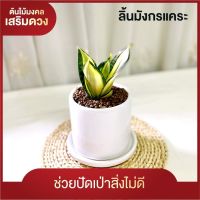 ลิ้นมังกร ต้นไม้ฟอกอากาศ ตระกูล (Sansevieria) ฮานิอายแคระ เขียว/เหลือง ช่วยเพิ่มออกซิเจนในอากาศได้จริงๆ ป้องกันสิ่งไม่ดี เสริมฮวงจุ้ยOffice/Home